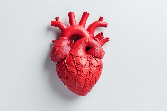 AI system reads complex cardiac MRI scans without manual labels