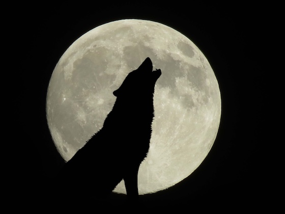 Pain drug developer Ambros to go public via reverse merger with Werewolf