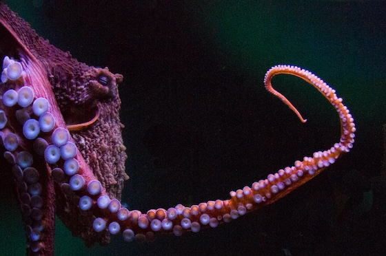 Alterome raises $132M to release ‘the Kraken’ on cancer-driving mutations